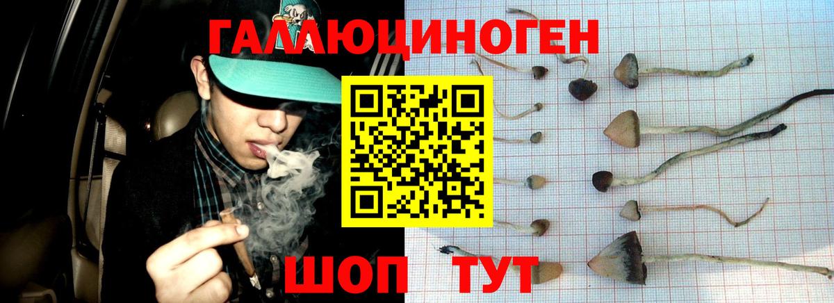 Россия  Псилоцибиновые грибы GOLDEN TEACHER  Вход с VPN 